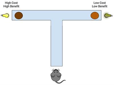 Making “Good” Choices: Social Isolation in Mice Exacerbates the Effects of Chronic Stress on Decision Making